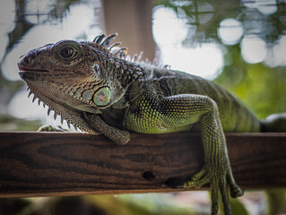 iguana on a tree