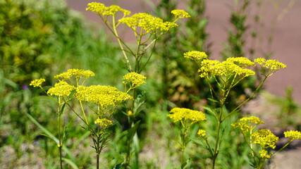 公園に咲く菜の花