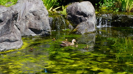 カルガモ親子の水遊び