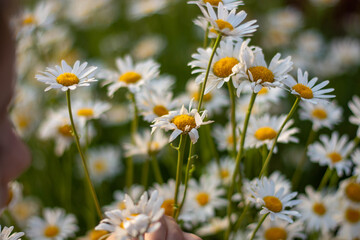 Obraz na płótnie Canvas camomile flowers tea summer white yellow field