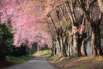 spring in the park