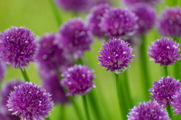 beautiful purple chive flowers