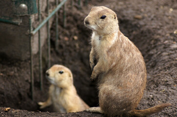 Präriehunde in Deutschland als Haustier
