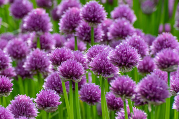 close up of purple chive flowers - obrazy, fototapety, plakaty