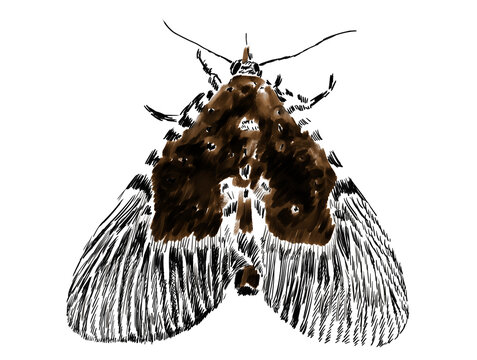 Illustration of moth isolated on white background