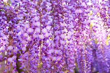 美しい藤の花