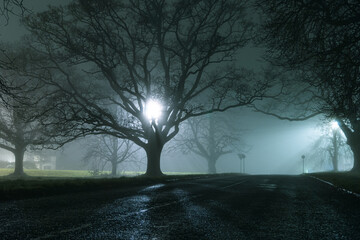 Trees, silhouetted against street lights, on a country road, on a moody, spooky, atmospheric winters night
