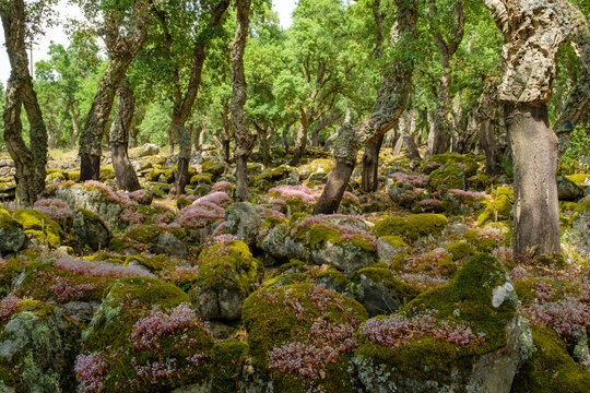 Compexus nuragico Romanzesu bei Bitti, Sassaria, Sardinien