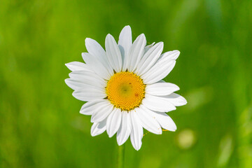 Fototapeta premium Blume