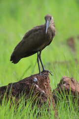 african bird in the grass
