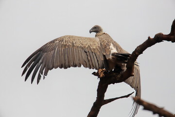 vulture  