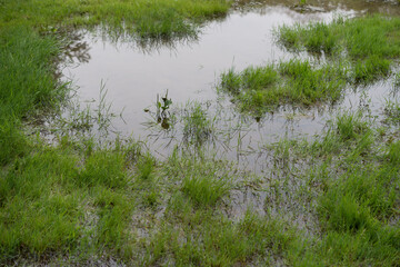 soggy or water logged area of a lawn - overcast skies