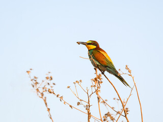 European Bee-Eater Sitting on Dry Flower Stem and Holding a Bee in its Beak on Light Blue Sky