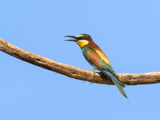 European Bee-Eater with Open Beak Sitting on Steak on Blue Sky