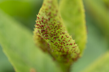 close up of red aphids on green leaves