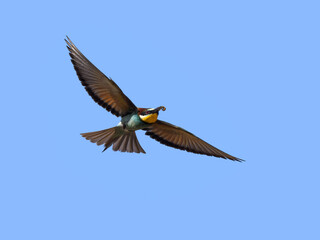 European Bee-Eater Holding a Bee and Flying against Blue Sky