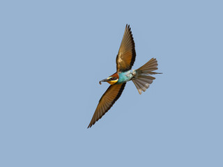 European Bee-Eater with Catch in Flight on Blue Sky