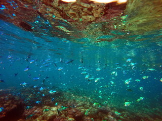 School of fish underwater in Fiji