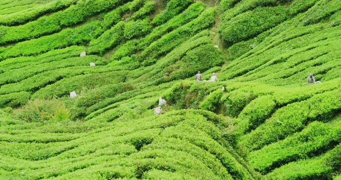 Workers Working The Tea Plantations Of The Cameron Highlands, Malaysia