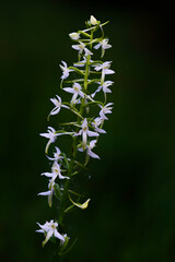 Lesser Butterfly-orchid - Platanthera bifolia, beautiful white flowering plant from European meadows and marshes, White Carpathians, Czech Republic.