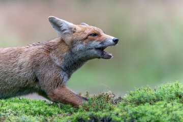 Beautiful red fox (Vulpes vulpes) in natural environment. In the forest of Noord Brabant in the Netherlands.                                      