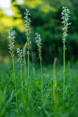 Lesser Butterfly-orchid - Platanthera bifolia, beautiful white flowering plant from European meadows and marshes, White Carpathians, Czech Republic.