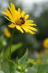 bee on a yellow flower (india cup flower)