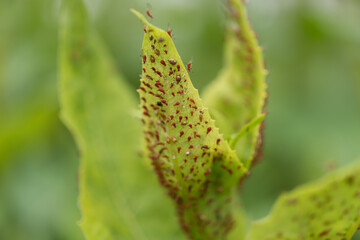 close up of red aphids on green leaves