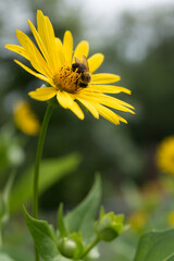 bee on flower (india cup flower)