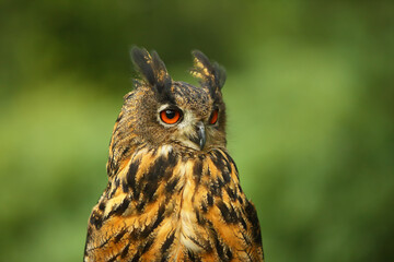The portrait of a Eurasian eagle-owl (Bubo bubo) with green background.