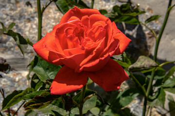 Rose rouge en gros plan