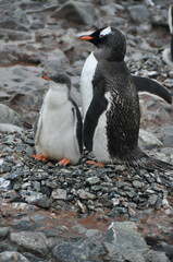 Naklejka premium Antarktis