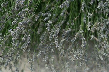 incredibly fragrant lavender bush with multiple bloom-stalks slowly drying out
