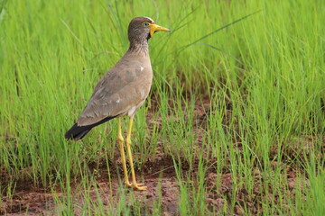 lapwing ardea cinerea
