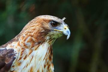 The red-tailed hawk (Buteo jamaicensis) portrait. The red-tailed hawk sitting on the big old branch.