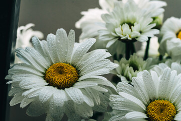 daisies © Анна Молько