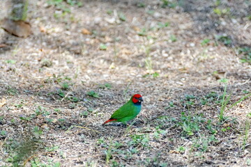 Fiji parrotfinch (Erythrura pealii) in a field in Fiji
