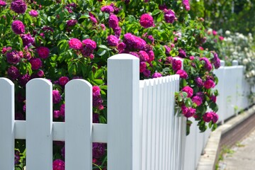 Weiß lackierter Lattenzaun um einen Vorgarten mit Rosen als Grundstücksabgrenzung