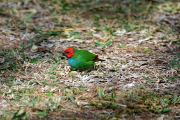Fiji parrotfinch (Erythrura pealii) in a field in Fiji