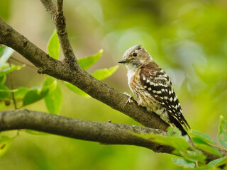 公園の枝に留まるかわいいコゲラ