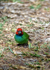 Fiji parrotfinch (Erythrura pealii) in a field in Fiji