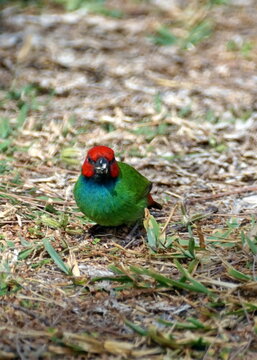 Fiji parrotfinch (Erythrura pealii) in a field in Fiji