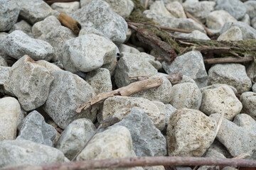 largish gray stones and driftwood by the water's edge 