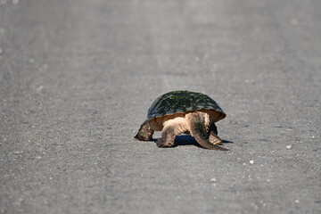 A Snapping turtle walks up the middle of a country road during nesting season