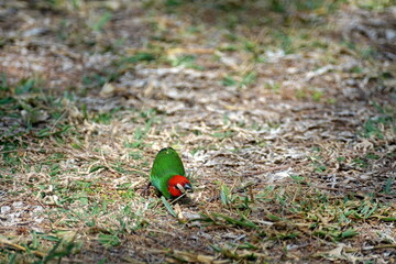 Fiji parrotfinch (Erythrura pealii) in a field in Fiji