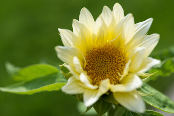 uncommon pale yellow sunflower close up