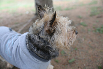 Shallow focus of a Yorkshire Terrier wearing a gray hoodie outdoors