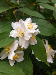 Philadelphus mock-orange jasmine branch with white flowers on bush green leaves background. Close up. Selective soft focus. Shallow depth of field. Text copy space.