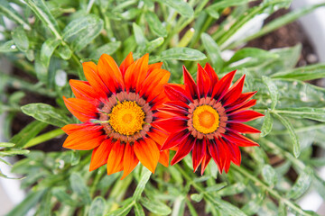 Gazania is harsh (Latin Gazania rigens) red in color on a clear sunny summer day. Nature flora flowers plants.