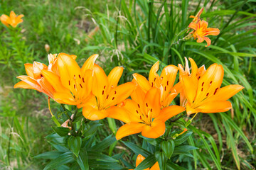 Yellow lily flowers (lat. Lílium) on a background of green leaves on a clear sunny summer day. Nature flora flowers plants.